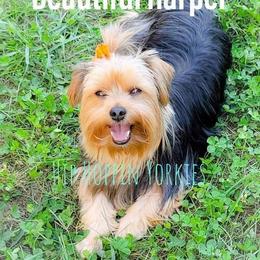Yorkshire Terrier Puppies from Hip Hoppin Yorkies