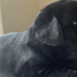 Labrador Retrievers from Bellamies Labradors