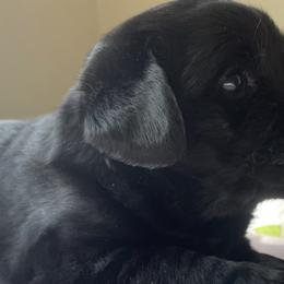 Labrador Retrievers from Bellamies Labradors