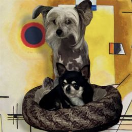 Indie  - Chinese Crested