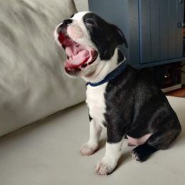 Boston Terrier Puppies from Little Daemons Boston Terriers