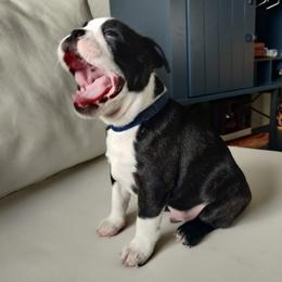 Boston Terrier Puppies from Little Daemons Boston Terriers