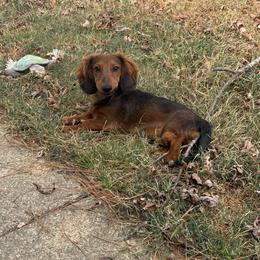 Dachshund puppies from Furry Friends Kennel