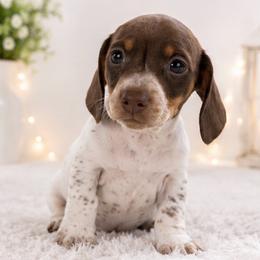 Annie - Chocolate and tan female Dachshund puppy in Desloge, Missouri from Snows Doxies