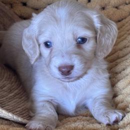 Boy 2 - Piebald male Dachshund puppy in Bentonville, Arkansas from T & D Dachshunds by design
