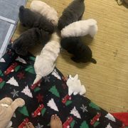 Chow Chow Puppies from Darling Chows