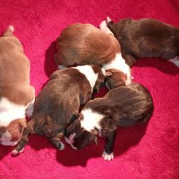 Boston Terrier and French Bulldog Puppies from Reds Studio