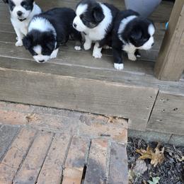 Miniature Australian Shepherd puppies from Deep South Aussie's