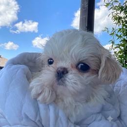 King - Cream and white male Shih Tzu puppy in Cabot, Arkansas from Twilight Shih Tzu