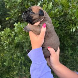 Red Girl - Red female Bullmastiff puppy in San Antonio, Texas from Blushing Dawn Bullmastiffs