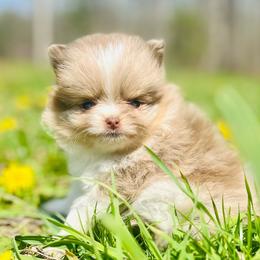 Churro - Chocolate merle male Pomeranian puppy in Buck Valley, Pennsylvania from Buck Valley Pomeranians