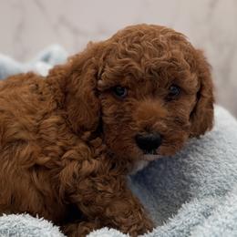 Oakley - Red  male Goldendoodle puppy in Kansas City, Kansas from Bella & Ivy’s Mini Goldendoodles of KC