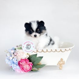 Mira - Black and tan parti female Pomeranian puppy in Idaho Falls, Idaho from Country Life Pomeranians