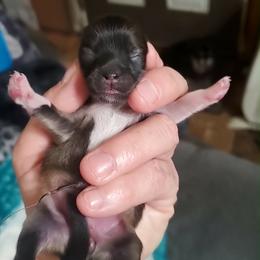 Girl 4 - Orange sable female Pomeranian puppy in Tulsa County, Oklahoma from CP Kennels