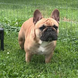 Indi - French Bulldog