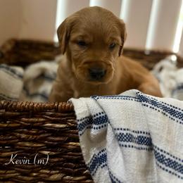 Kevin - Golden male Golden Retriever puppy in Fruitland, Idaho from Bethel Retrievers