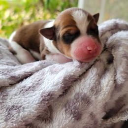 Rat Terrier puppies from Dal Cais Rat Terriers