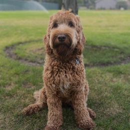 Phoebe - Australian Labradoodle
