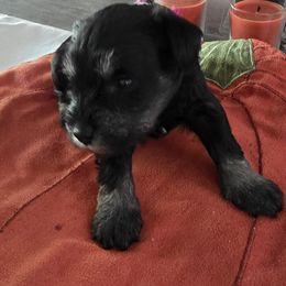 Girl 4 - Black and silver female Miniature Schnauzer puppy in Fresno, California from Findell Kennel, LLC