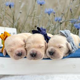 Golden Retriever Puppies from All shades Golden