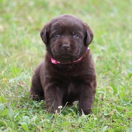 Labrador Retriever Puppies from Prebleridge Acres