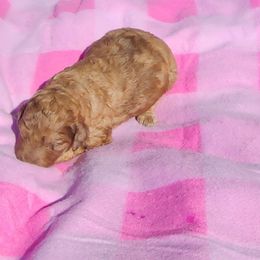 Poodle Puppies from C&K's Poodle Patch