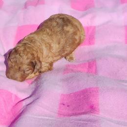 Poodle Puppies from C&K's Poodle Patch