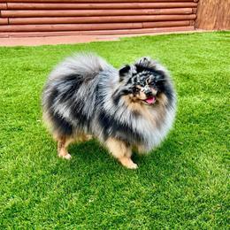 Sapphire - Pomeranian