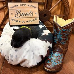 Shoka - Black male German Shepherd puppy in Beech Grove, Arkansas from Ze Zadnich lesu