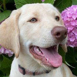 Dilute Retrievers and Labrador Retrievers from 906 Labadors