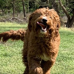 Kiwi - Goldendoodle