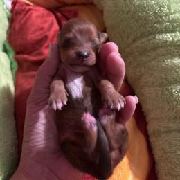Boy 2 - Red male Dachshund puppy in San Antonio, Texas from Bear Bear's House of Doxies