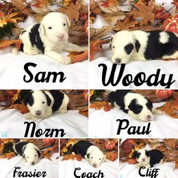 Old English Sheepdog and Sheepadoodle Puppies from Country Roads Sheepdogs & Doodles
