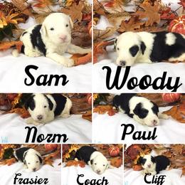Old English Sheepdog and Sheepadoodle Puppies from Country Roads Sheepdogs & Doodles