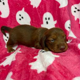 Dylan - Wheaten male Dachshund puppy in Lake City, Florida from My Ditzy Doxies of Florida
