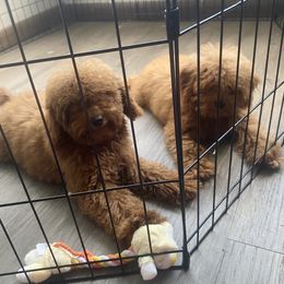 Poodles from B&BPoodlePalace