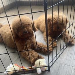 Poodles from B&BPoodlePalace