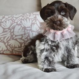 Blue Love Rod - Miniature Schnauzer