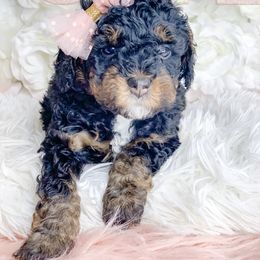 Bernedoodle, Cockapoo, and Goldendoodle Puppies from Danie’s Darling Doodles LLC