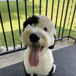 Milo - Sheepadoodle