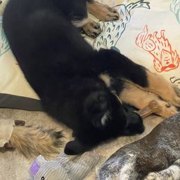 Belgian Malinois and German Shepherd Puppies from BlueStone