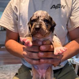Sage - Blue merle female Catahoula Leopard Dog puppy in Danielsville, Georgia from Sheepcote Farm Catahoula’s