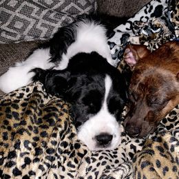 English Springer Spaniel Puppies from Springers Of Oz