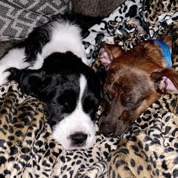English Springer Spaniel Puppies from Springers Of Oz
