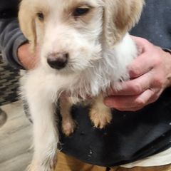 Miley (Dan) - Double Doodle puppy in Norfolk, Massachusetts from Cat's Golden Labradoodles