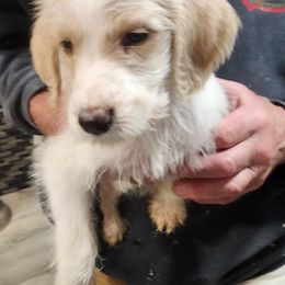 Miley (Dan) - Double Doodle puppy in Norfolk, Massachusetts from Cat's Golden Labradoodles