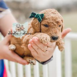 Dachshund, Goldendoodle, and Sheepadoodle Puppies from Doodles & Doxies