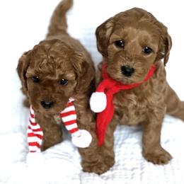 Goldendoodle Puppies from Doodles and Cavaliers