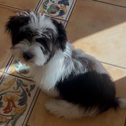 Frankie - Black and white male Companion Cross puppy in Lodi, California from Havatons