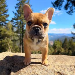 Kabuki - Fawn male French Bulldog puppy in Redway, California from Lost Coast French Bulldogs